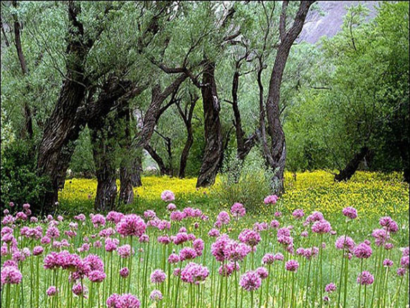 منطقه دلفارد دره مدیترانه ای ایران