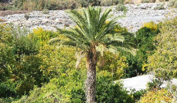 منطقه دلفارد