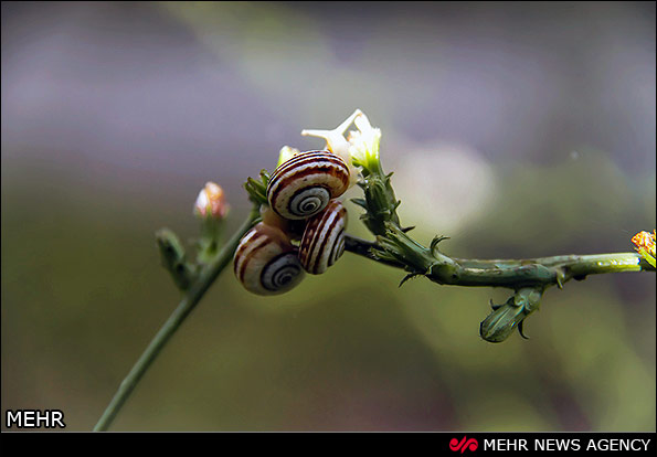 دریاچه الیمالات