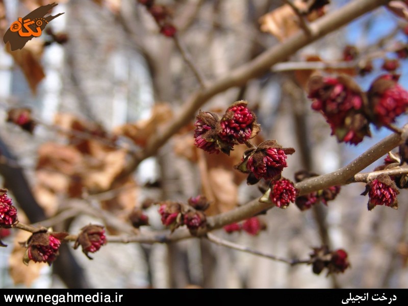 جنگل انجیلی و آبشار ولیلا