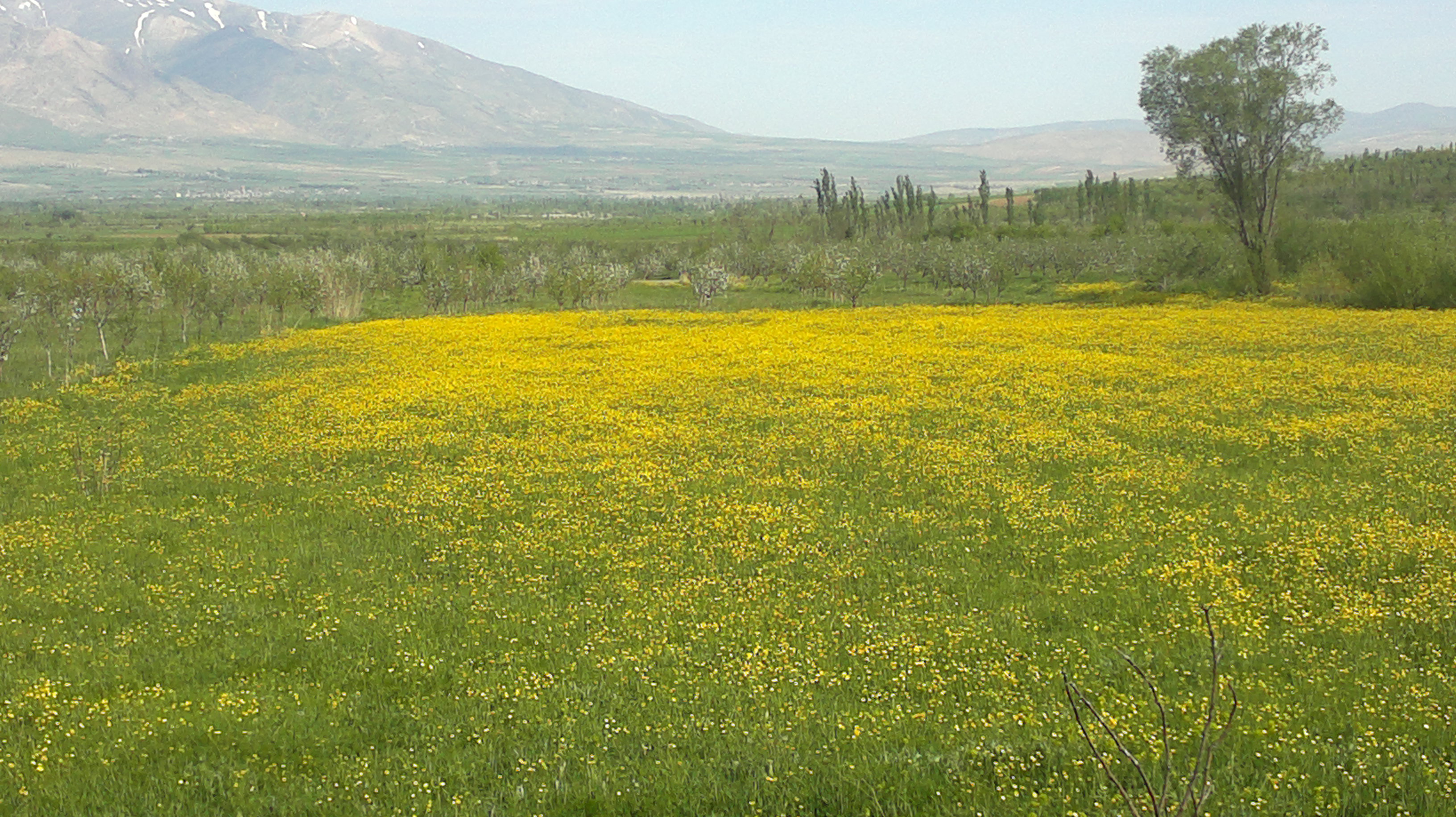 دهستان مرگور