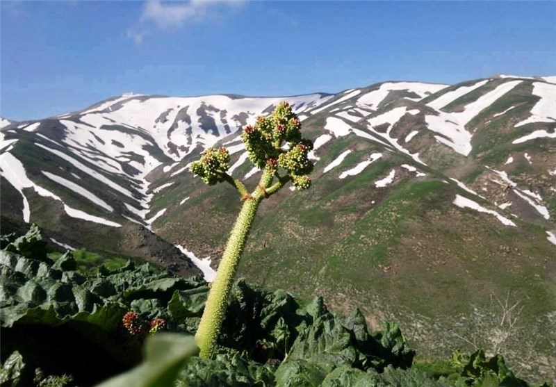 دهستان مرگور