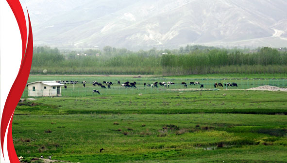 دهستان مرگور
