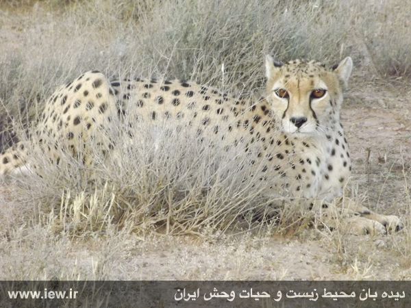 پناهگاه حیات وحش میاندشت