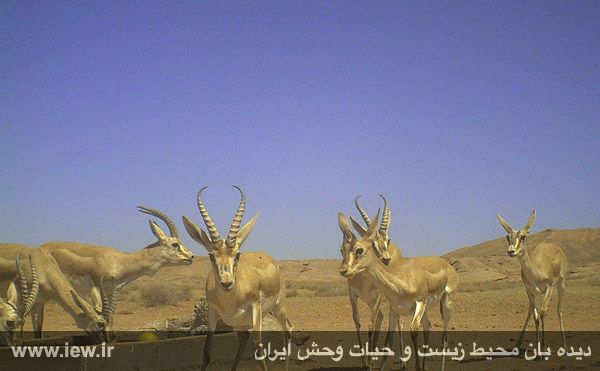 پناهگاه حیات وحش میاندشت