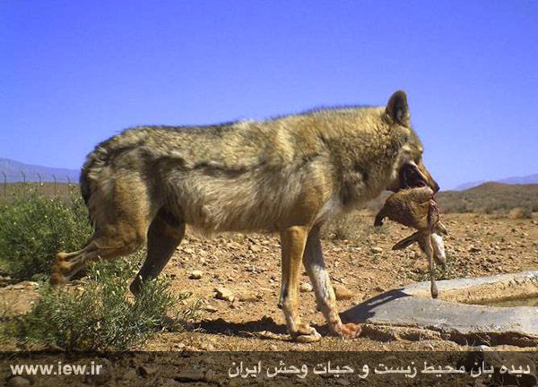 پناهگاه حیات وحش میاندشت