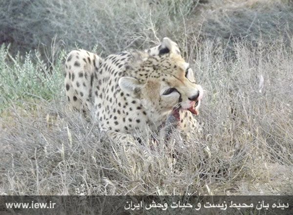 پناهگاه حیات وحش میاندشت