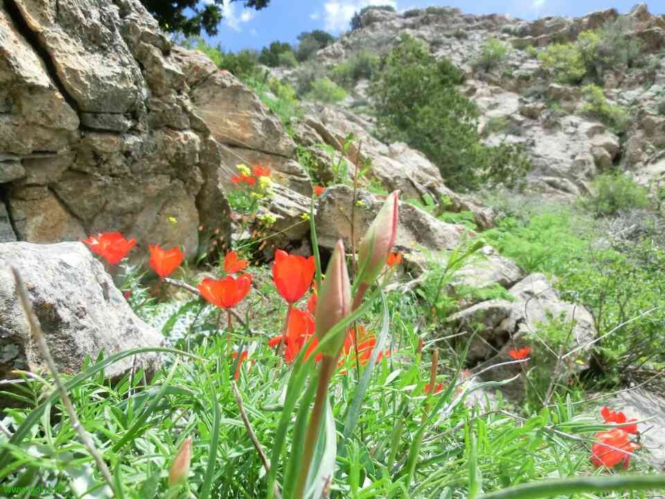 عشایر کرمانجی