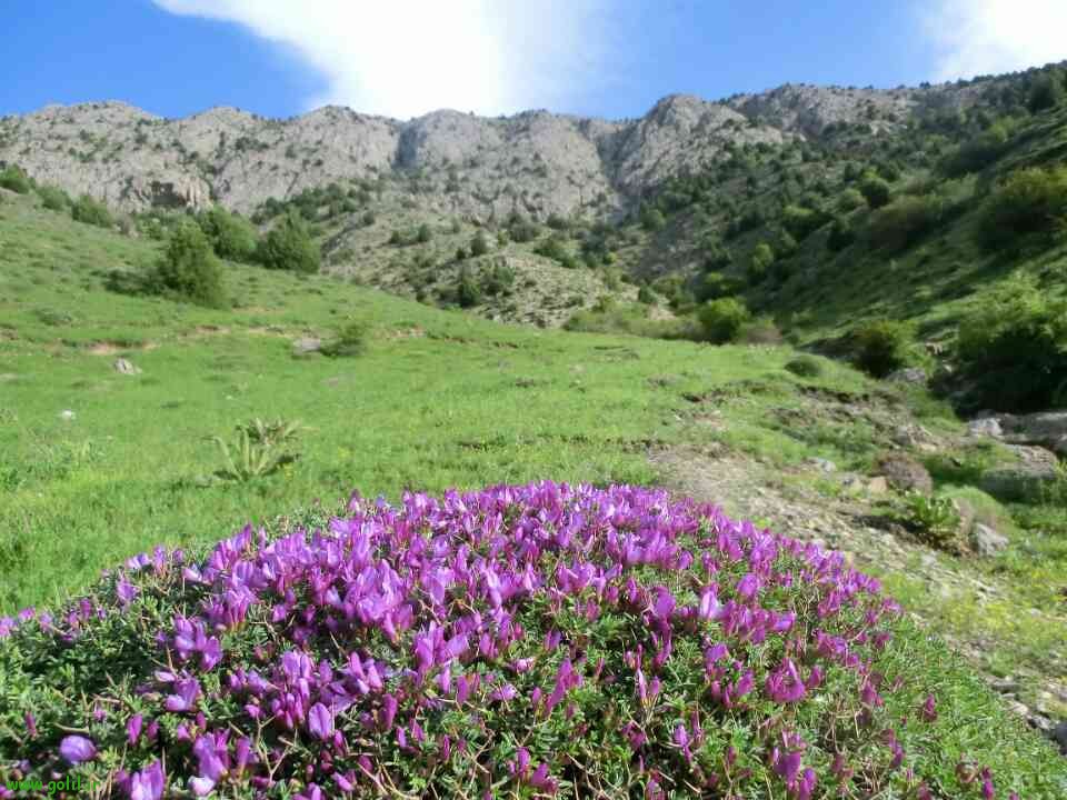 عشایر کرمانجی