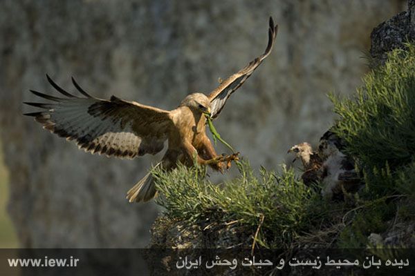 پناهگاه حیات وحش شیراحمد