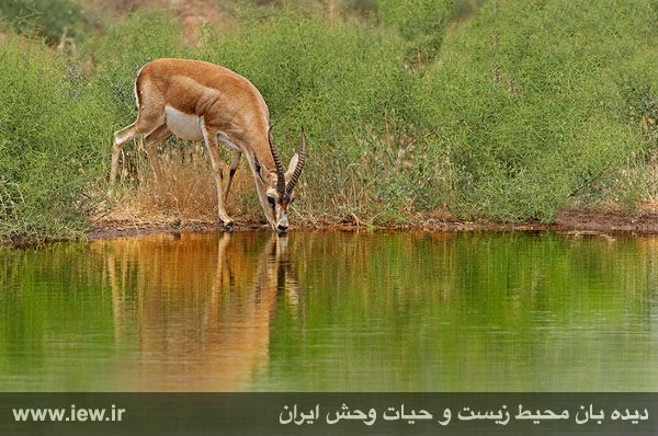 پناهگاه حیات وحش شیراحمد