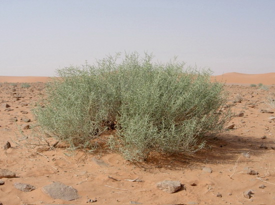 پناهگاه حیات وحش شیراحمد