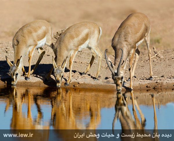 پناهگاه حیات وحش شیراحمد