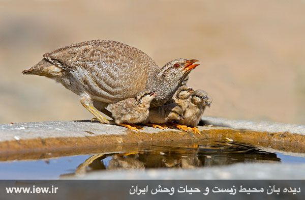 پناهگاه حیات وحش شیراحمد