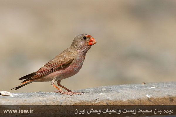 پناهگاه حیات وحش شیراحمد