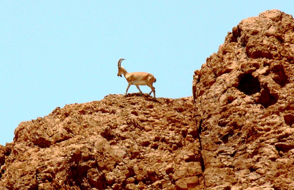 ذخیره‌ گاه زیست کره توران