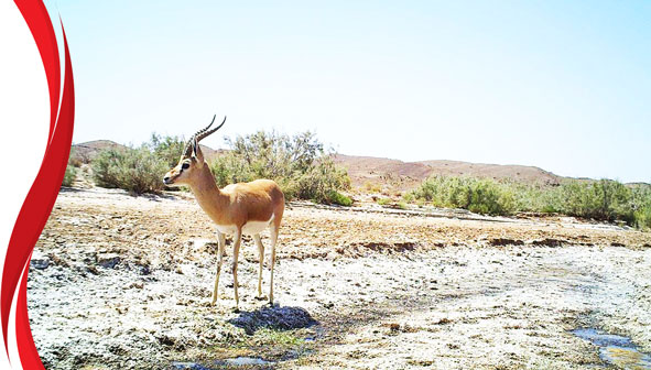 ذخیره‌ گاه زیست کره توران
