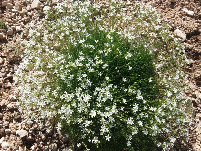 تنگه زندان دیباج