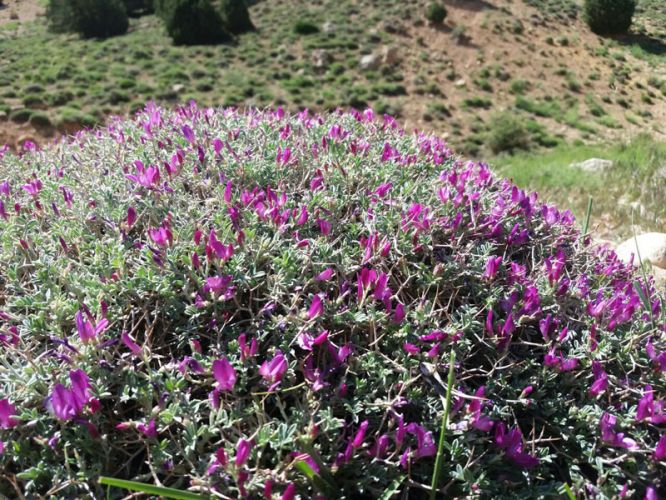 تنگه زندان دیباج