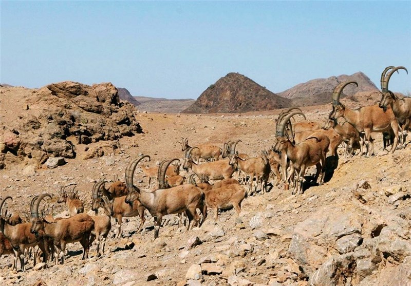 پناهگاه حیات وحش خوش ییلاق