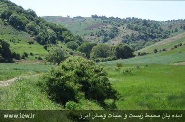 پناهگاه حیات وحش خوش ییلاق