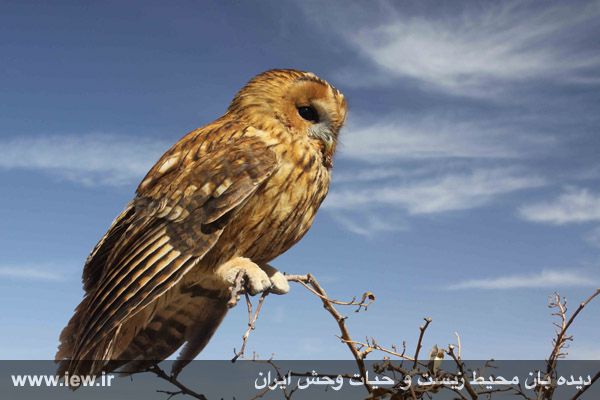 پناهگاه حیات وحش خوش ییلاق