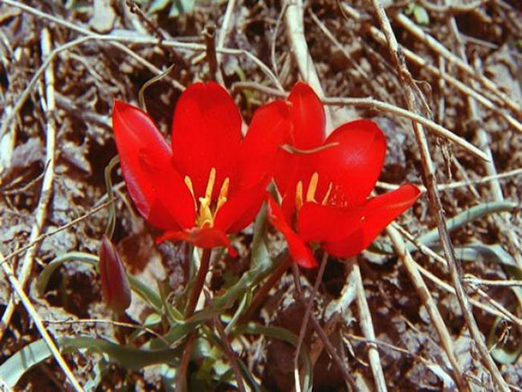 موزه گیاهان دارویی البرز