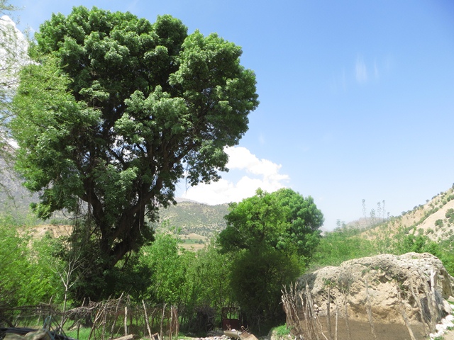 آبشار منج