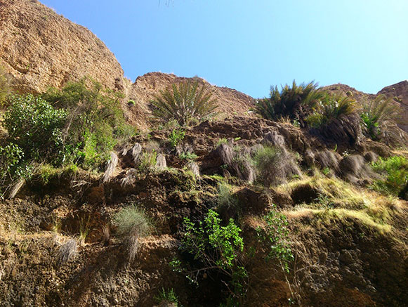 کول خرسان