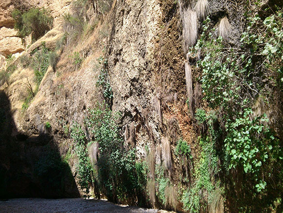 کول خرسان