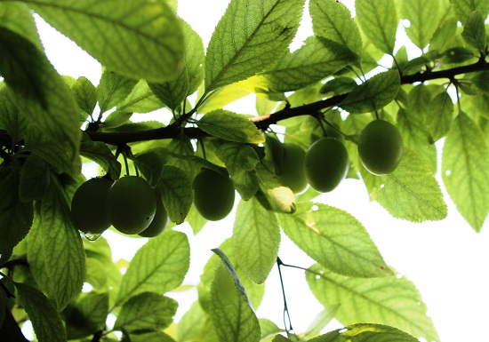 آبشار پیرغار گالیکش