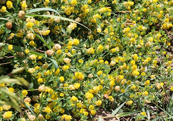 آبشار پیرغار گالیکش