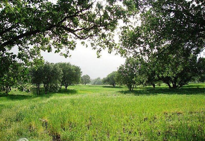 بوان ممسنی