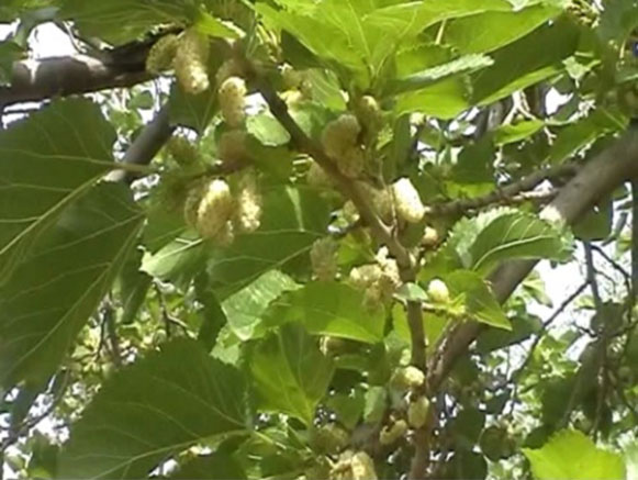 روستای نمهیل