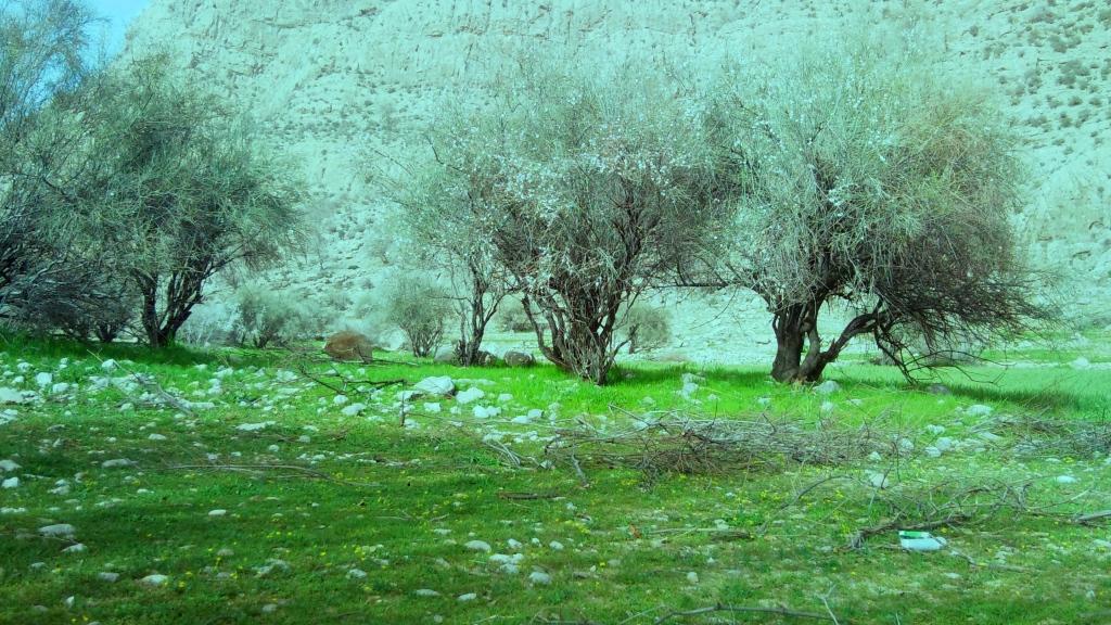 هرایرز ممسنی