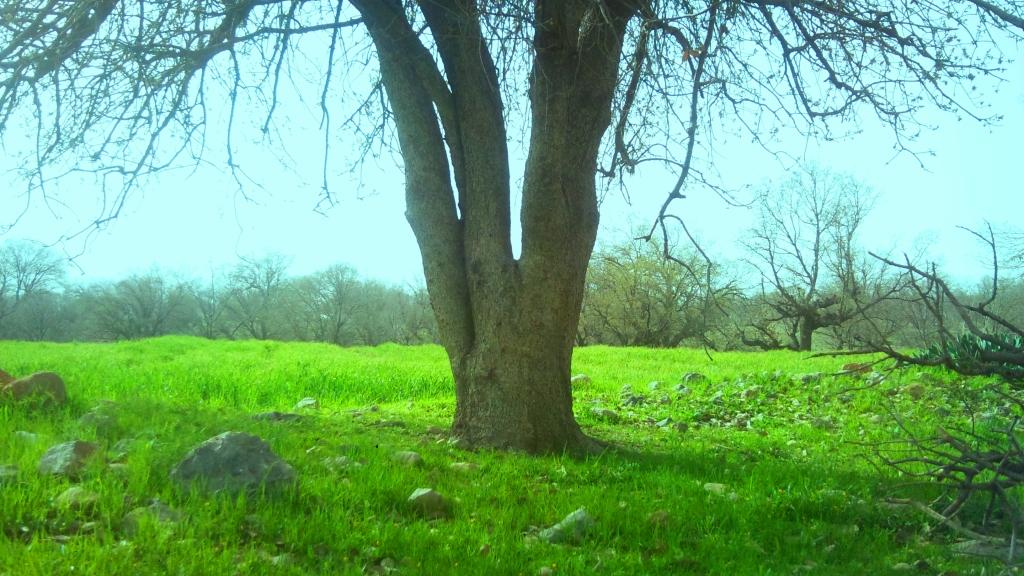 هرایرز ممسنی