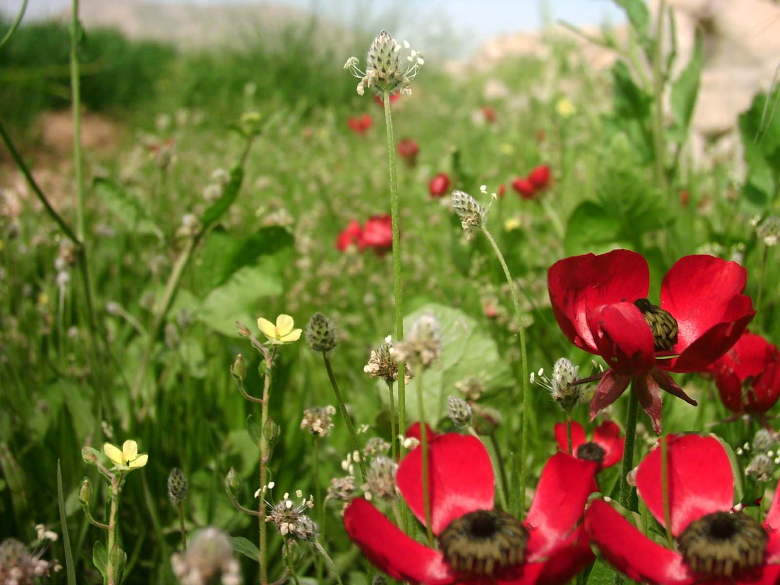 هرایرز ممسنی