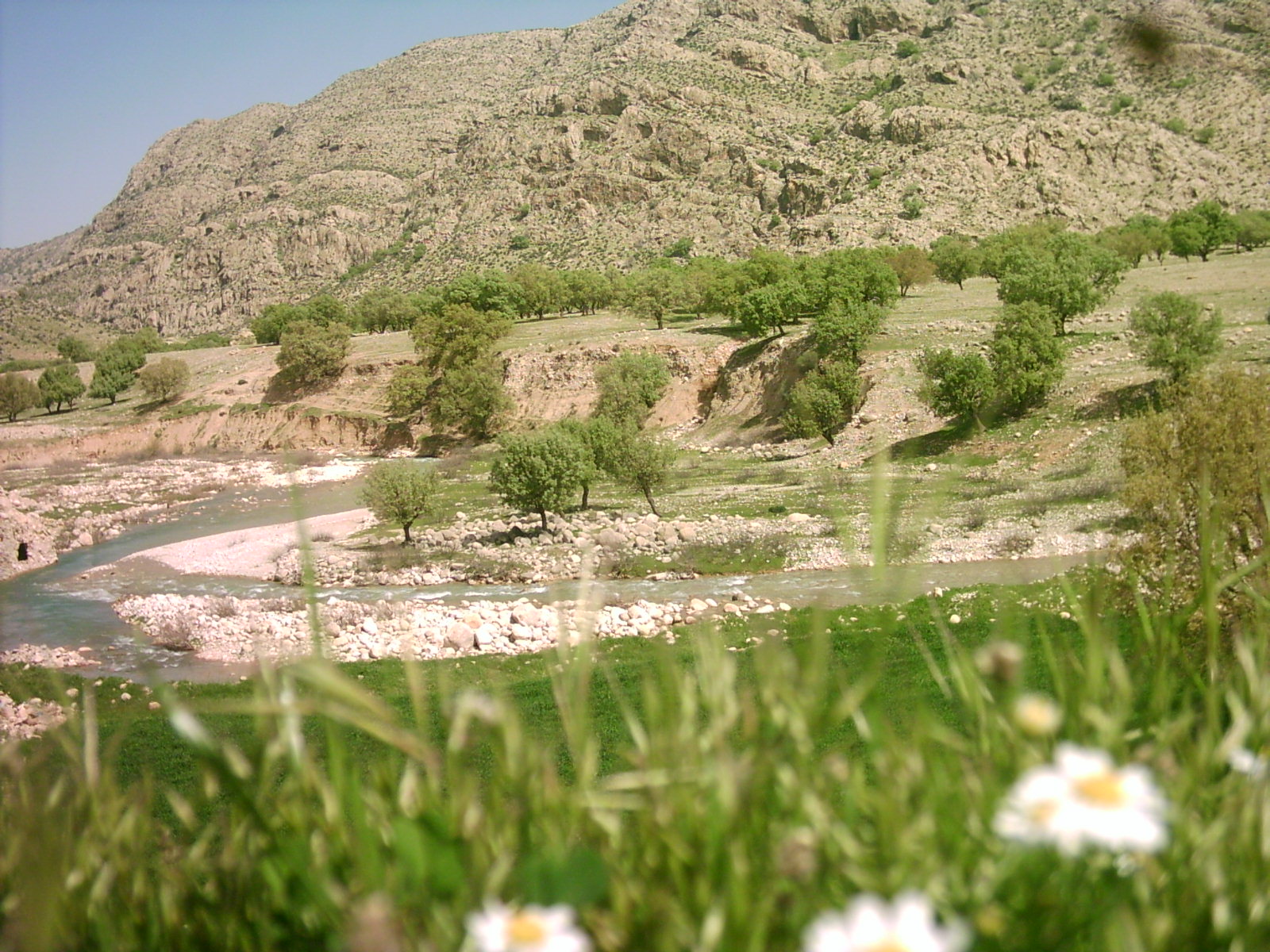 هرایرز ممسنی