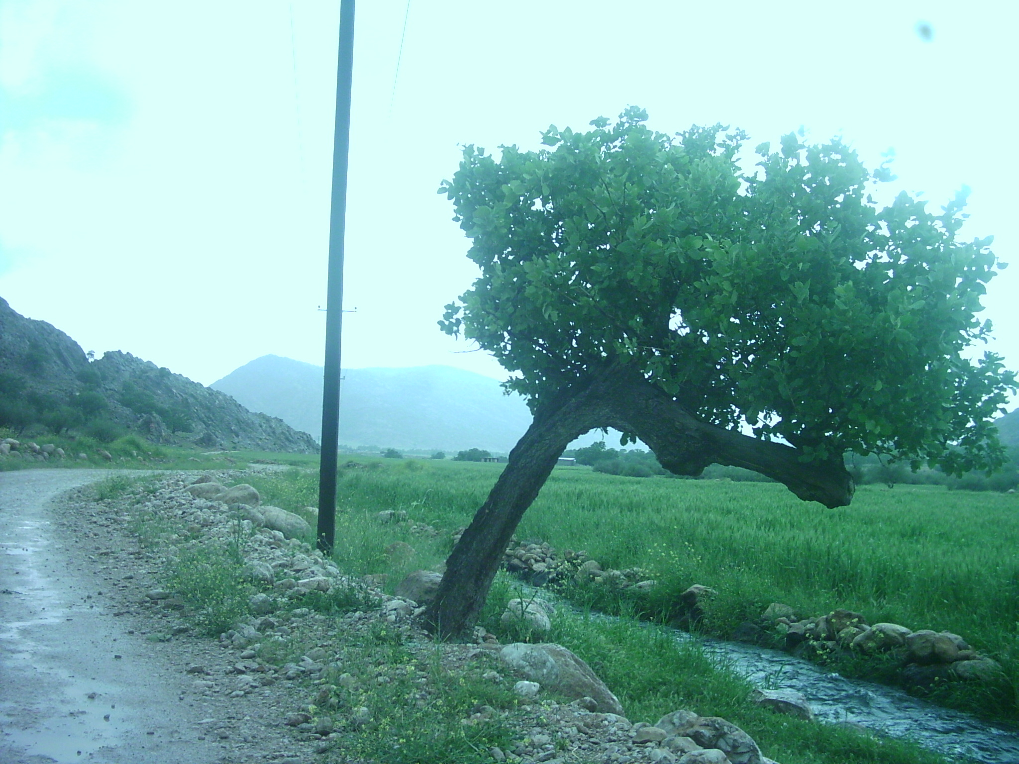 هرایرز ممسنی