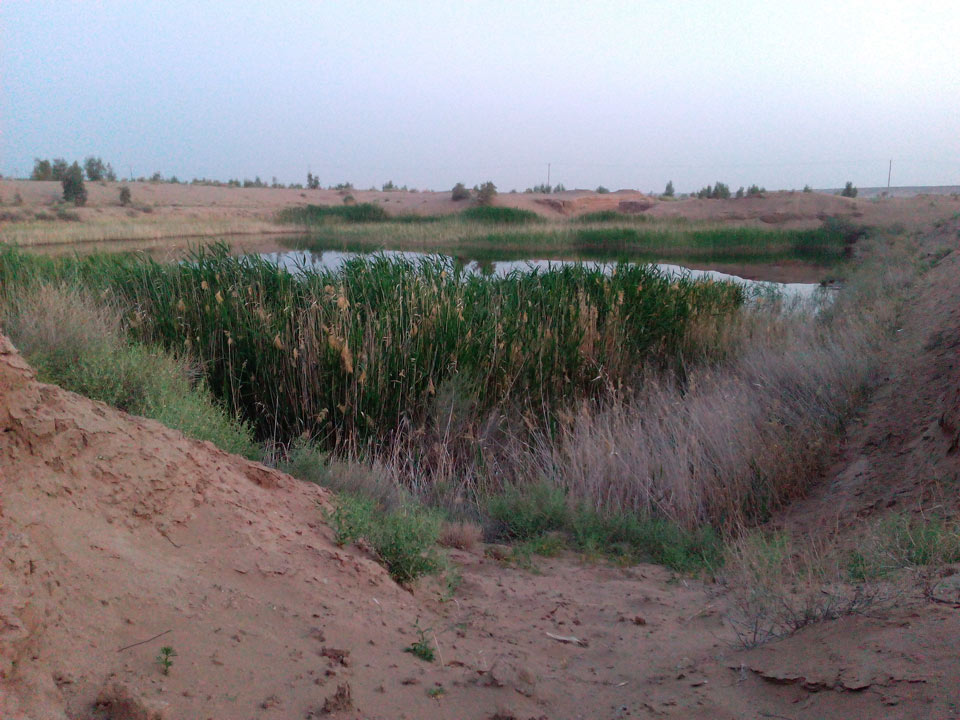 کمپینگ گردشگری ستاره شب های کویر