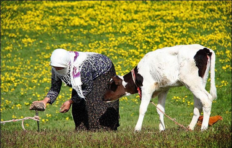 عشایر اردبیل