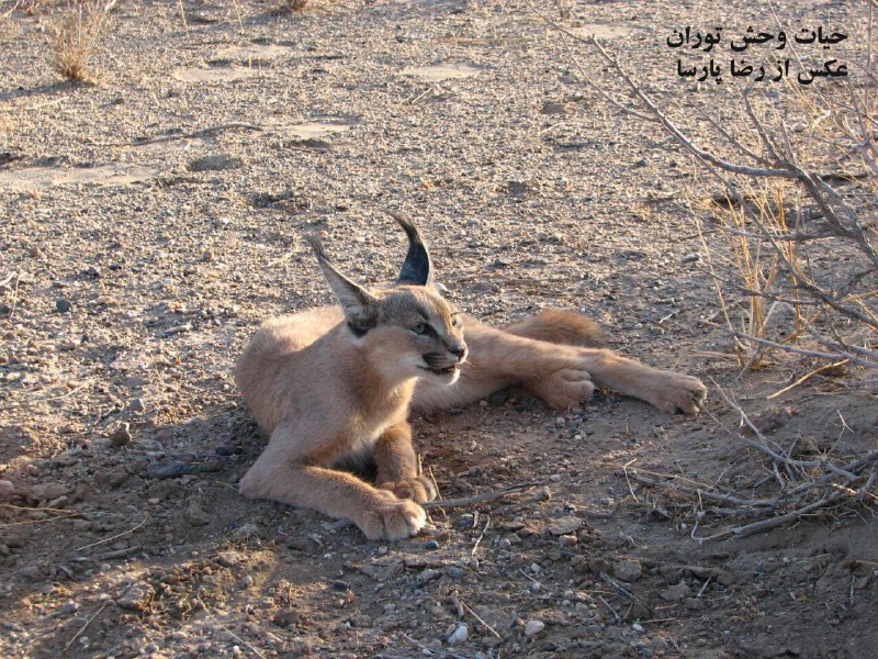 اقامتگاه بوم گردی ایل عشایر رضا آباد