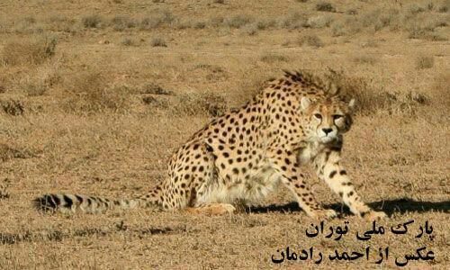 اقامتگاه بوم گردی ایل عشایر رضا آباد
