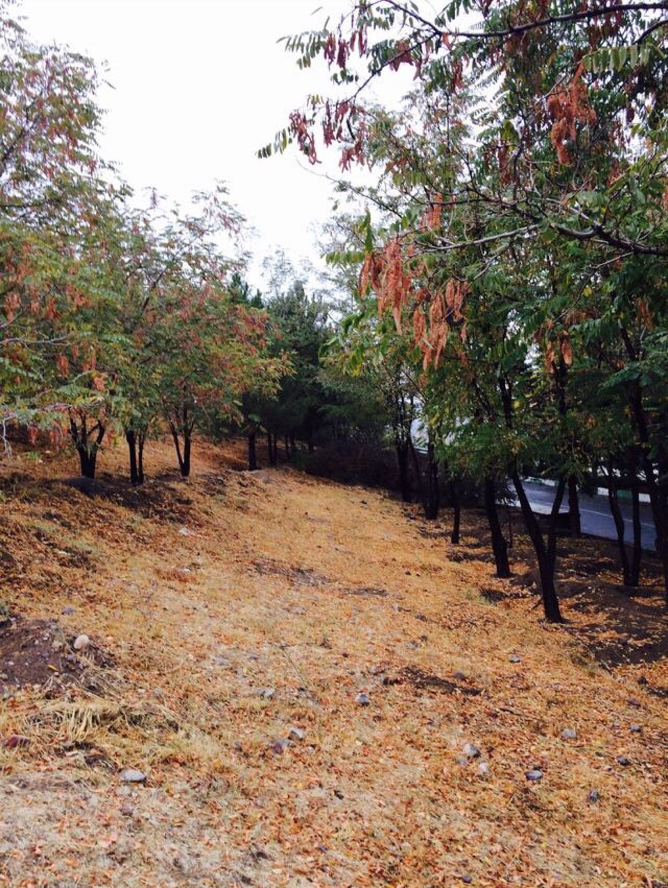 پارک صائب تبریزی