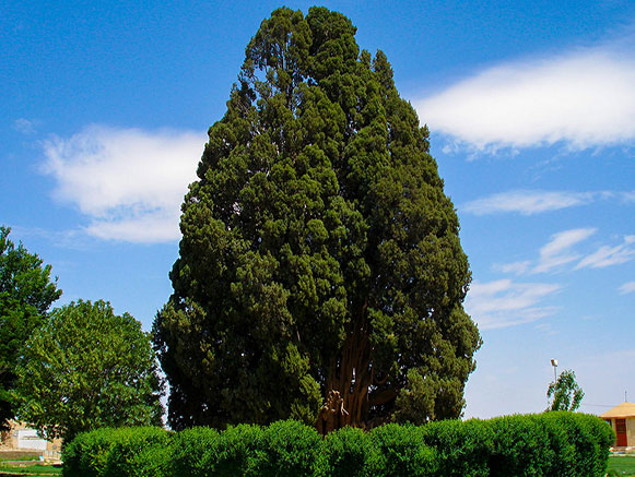 سرو ابرکوه