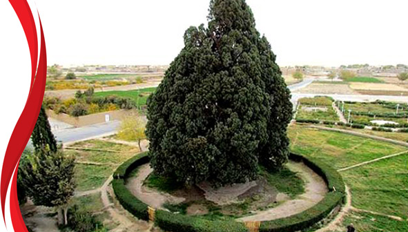 سرو ابرکوه