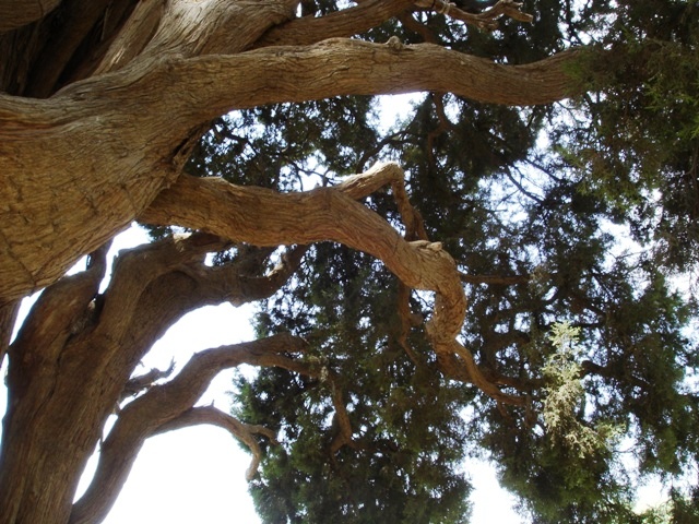 سرو ابرکوه