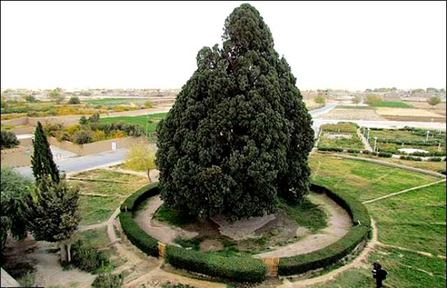 سرو ابرکوه
