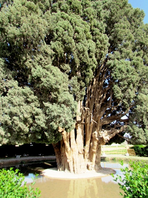 سرو ابرکوه