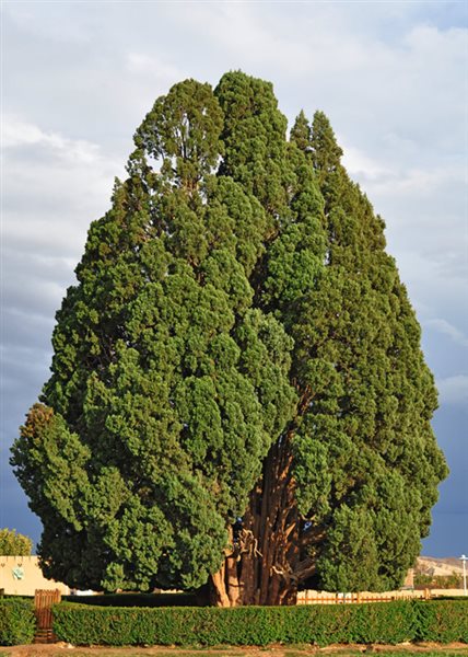سرو ابرکوه